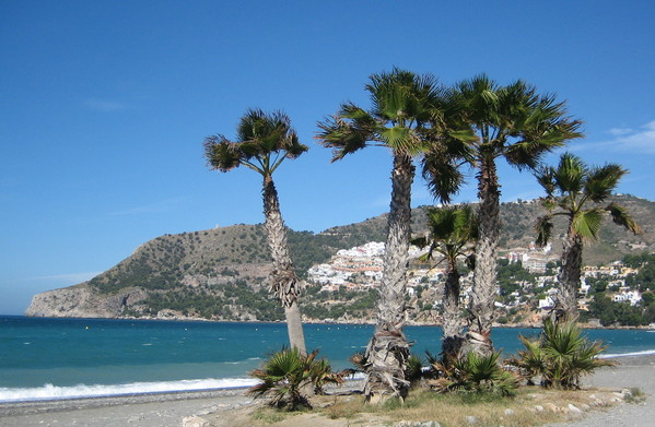 317.beach_with_palm_trees.jpg