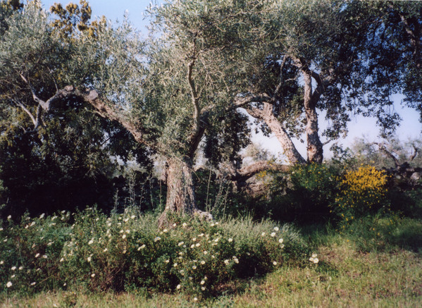 2724.view_of_flowers_and_olive.jpg